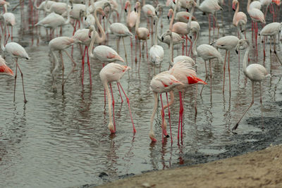 Flock of birds in lake