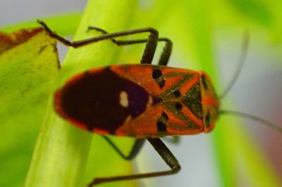 Close-up of insect on leaf