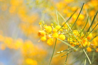 Close-up of yellow flowers against blurred background