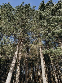 Low angle view of trees in forest against sky