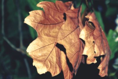 Close-up of dry leaves growing outdoors