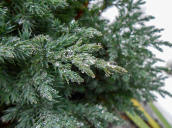 Close-up of frost on tree branch
