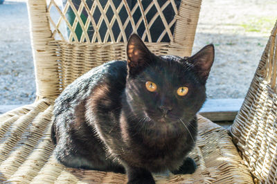 Close-up portrait of cat sitting outdoors