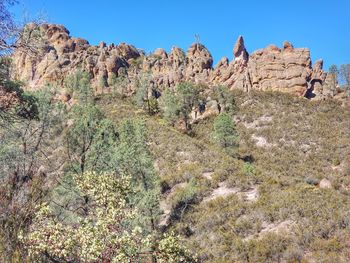 Plants growing on rocks against clear sky