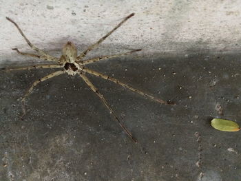 Close-up of spider