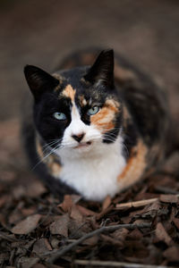 High angle shot of calico cat sitting on fallen leaves