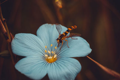 Close-up of butterfly pollinating on flower