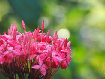 Close-up of pink flowering plant