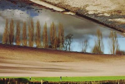 Reflection of trees in water