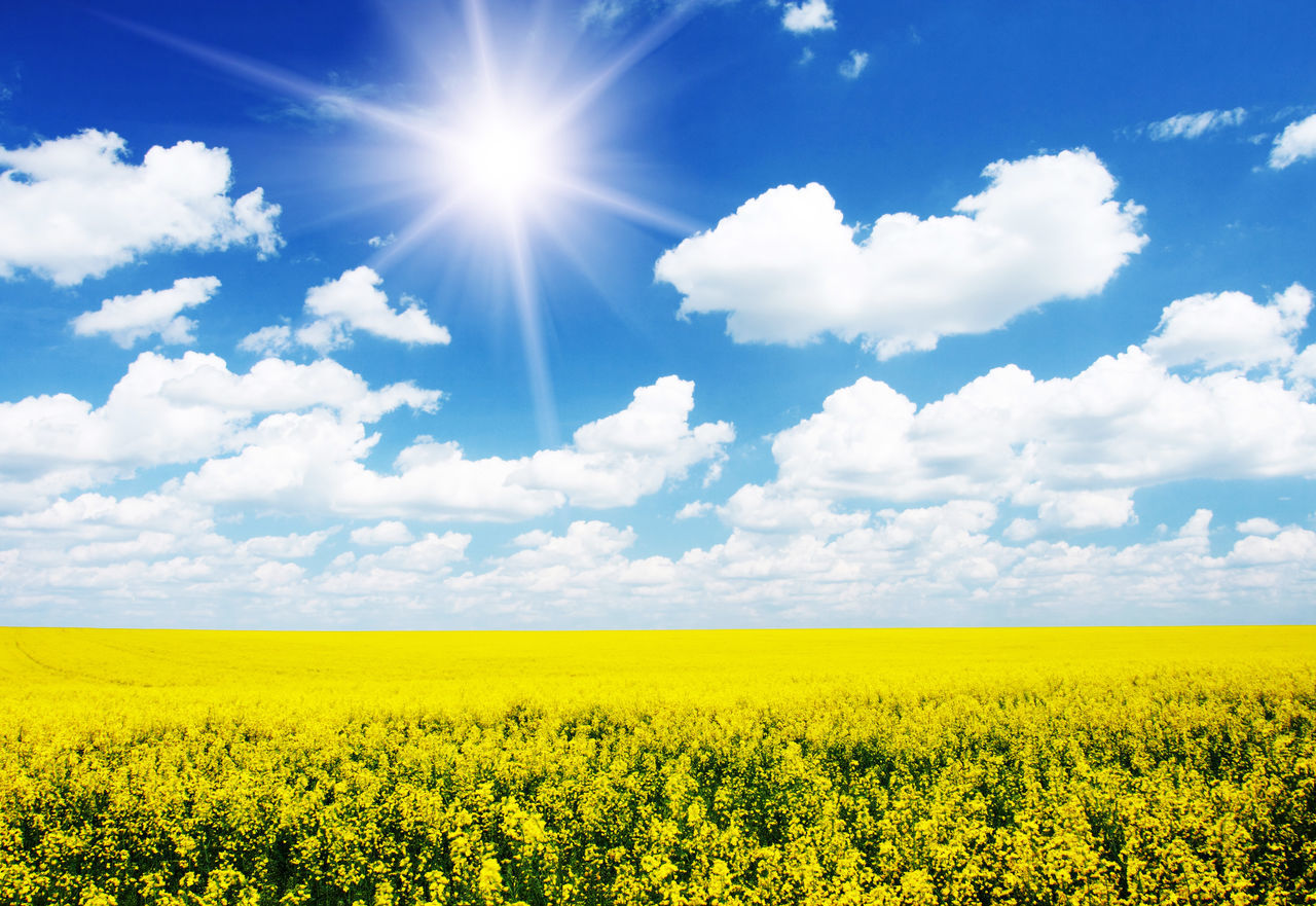 SUNFLOWER FIELD AGAINST SKY