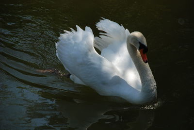 Swan swimming in lake