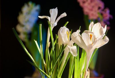 Close-up of white flowers