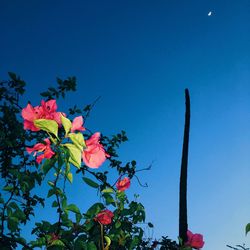 Low angle view of flowers against clear blue sky