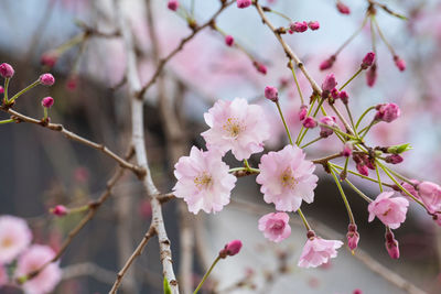 Close-up of pink cherry blossoms in spring