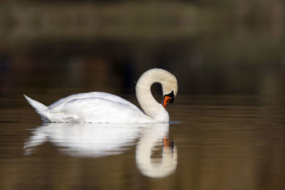 Swan floating on lake