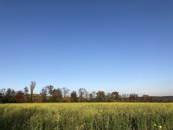 Scenic view of agricultural field against clear blue sky