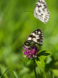 Close-up of butterfly pollinating on purple flower