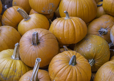 Full frame shot of pumpkins