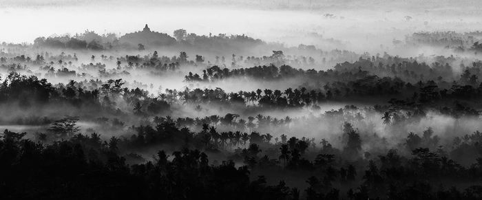 Panoramic view of forest against sky