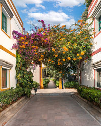 Flowers blooming against building