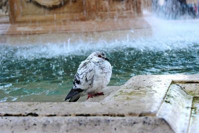 Close-up of bird perching on fountain