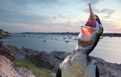 Close-up of shag bird on rocky coastline