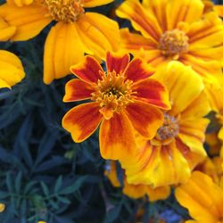 Close-up of yellow flowering plant
