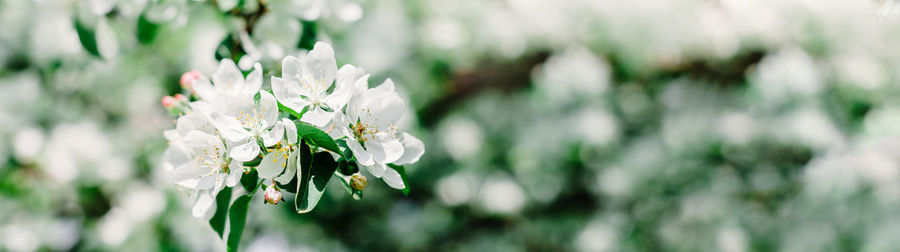 Close-up of white flowering plant