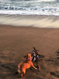 High angle view of dogs fighting at beach