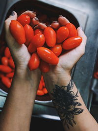 High angle view of person holding red chili peppers