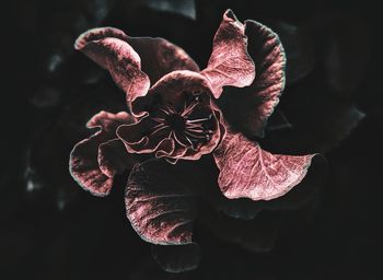 Close-up of flower against blurred background