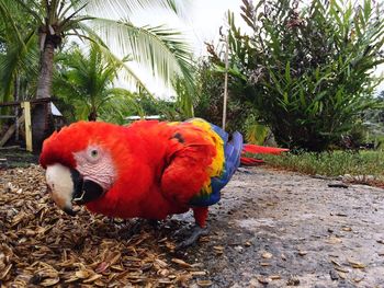 Close-up of parrot perching on tree