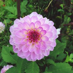 Close-up of pink flowers