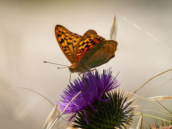 Close-up of butterfly pollinating on flower