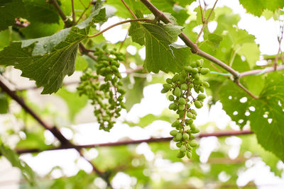 Close-up of berries growing on tree