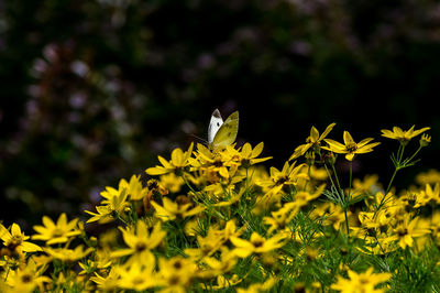 Close-up of yellow flowering plants