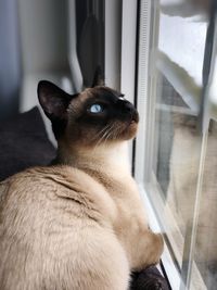 Close-up of cat sitting on window sill