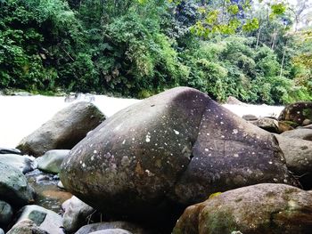 Close-up of rocks in forest