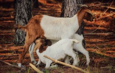 Horse on tree trunk in field
