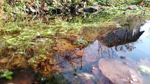 Reflection of trees in pond