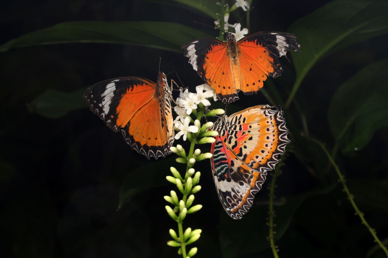 Malaysian Butterfl