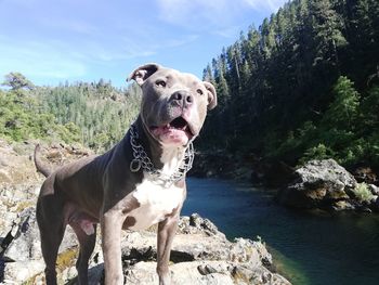 Dog standing in water