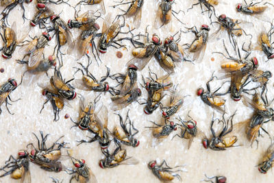 Full frame shot of dead houseflies