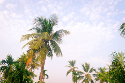 Coconut palm tree in winter seasonal theme sunrise sky. palm tree in silhouette by sunlight. 