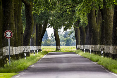 Road amidst trees in forest