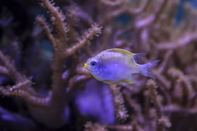 Close-up of fish swimming in sea