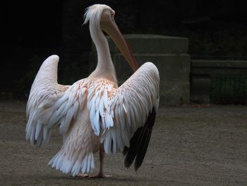 View of pelican 