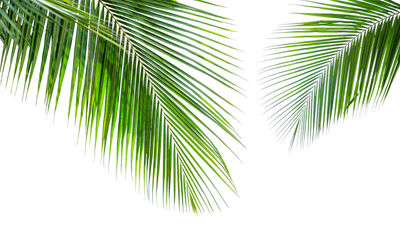 Close-up of palm leaves against sky