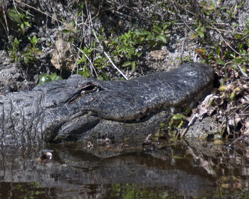 View of a reptile in water