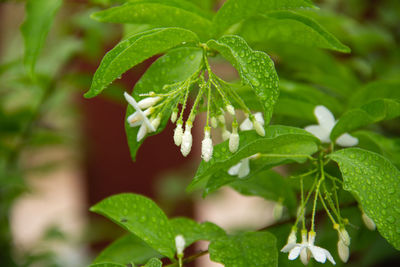 Close-up of wet plant leaves